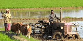 agriculture
