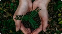 tree planting